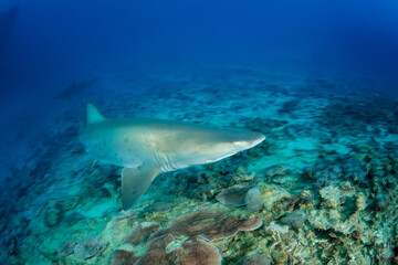 Fototapeta premium シロワニ 東京都 小笠原