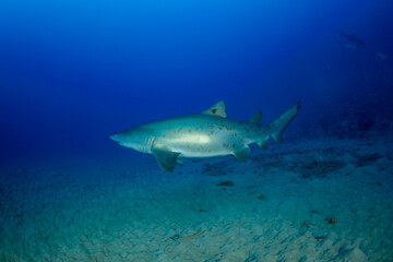 沈船を泳ぐシロワニ　東京都　小笠原