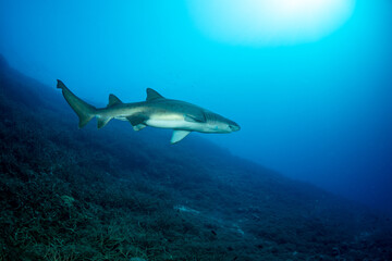シロワニ　東京都　小笠原
