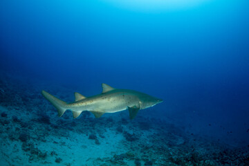 シロワニ　東京都　小笠原