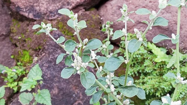 Upas-upasan grass (Aerva Lanata) is a woody, creeping herbaceous plant belonging to the Amaranthaceae family originating from tropical Africa and Asia which contains alkaloids and flavonoids.