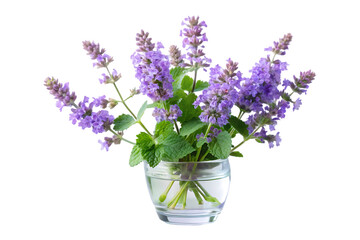 Catmint flower in a crystal vase isolated on transparent background 