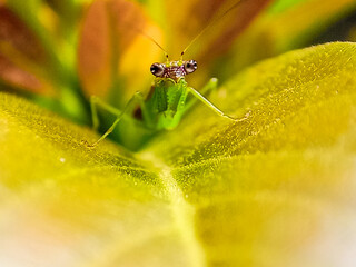 Macro photo of a green praying mantis on a green leaf