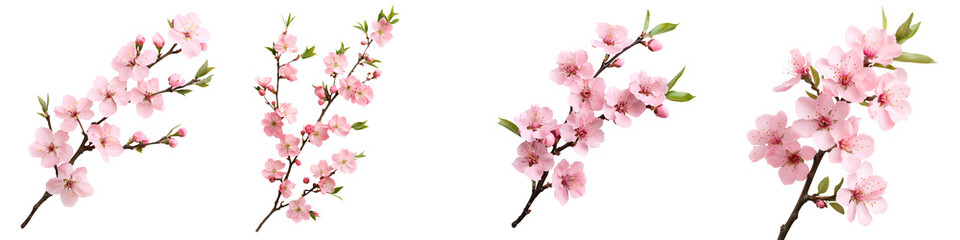 Obraz premium Blooming peach flowers on a twig against a white background.