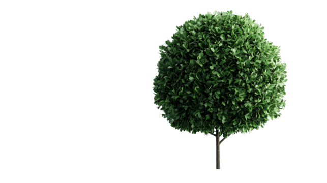 Topiary tree with lush green foliage, ornamental plant, cut out transparent
