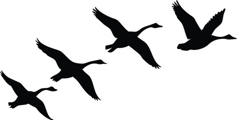 Fototapeta premium Flying Geese Silhouettes In Formation Against Transparent Background Bird Migration