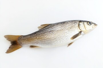 Fototapeta premium A single fish lies on a clean plain white background