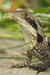 Australian Water Dragon