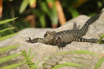Australian Water Dragon