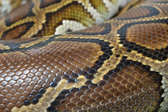 Realistic snake print