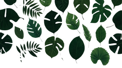A collection of small rose leaf twigs with five leaves  against a flat background.