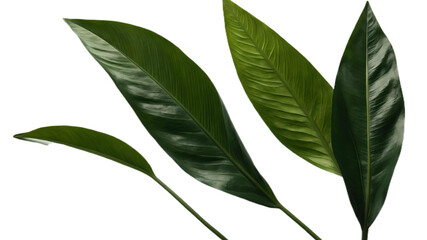 A collection of small rose leaf twigs with five leaves  against a flat background.