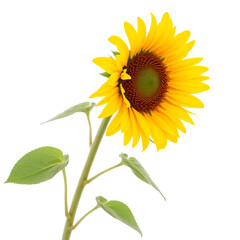 Obraz premium Vibrant Yellow Sunflower Brightly Lit Against White Background. AI Generated