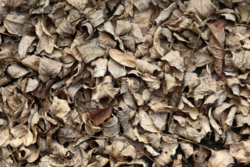 dry leaves background
