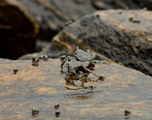 A crab is standing on a rock in the water