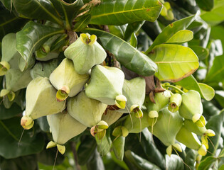 Obraz premium A bunch of green fruits hanging from a tree