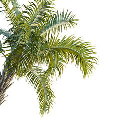 Naklejka premium Syagrus schizophylla tree corner 4k png cutout transparent