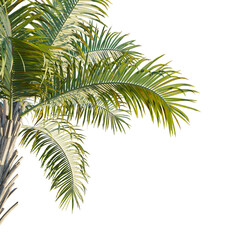 Syagrus schizophylla tree corner 4k png cutout transparent isolate