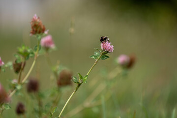 cow pasture grass clover growing on a farm in australia