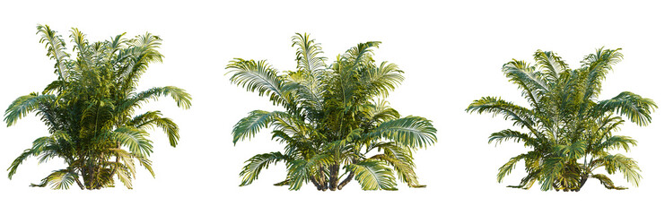 Arenga engleri tree 4k png cutout transparent isolate 