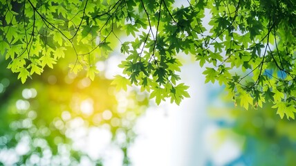 Obraz premium Green Leaves with Morning Light