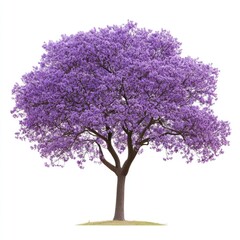 Obraz premium Real blooming Jacaranda tree flowers purple botanical.