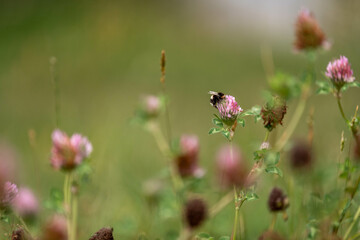 cow pasture grass clover growing on a farm in australia