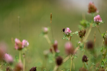 cow pasture grass clover growing on a farm in australia
