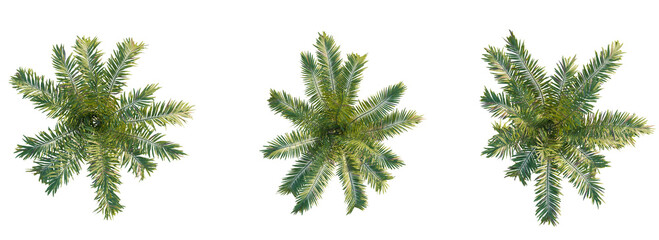 Veitchia montgomeryana tree top view 4k png cutout isolate  transparent