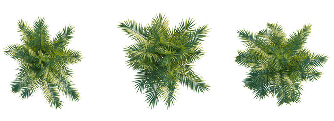 Naklejka premium Chamaedorea cataractarum tree top view 4k png cutout isolate 