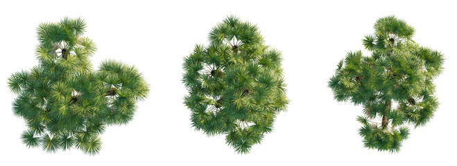 Obraz premium Chamaerops humilis tree top view 4k png cutout isolate transparent