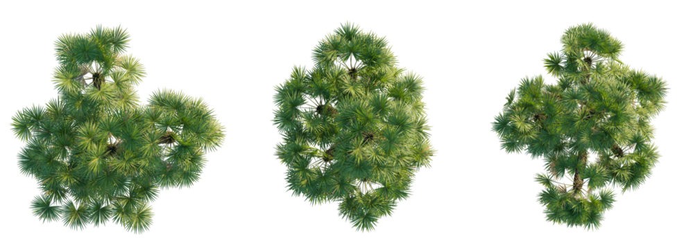 Chamaerops humilis tree top view 4k png cutout isolate transparent