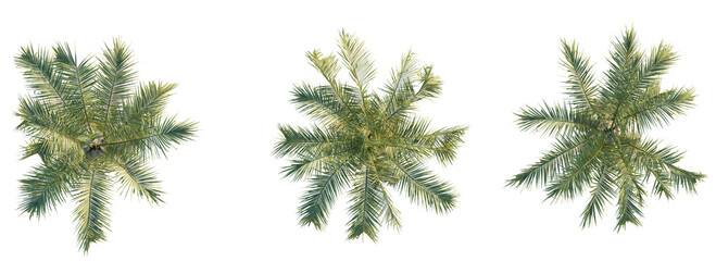 Naklejka premium Syagrus botryophora tree top view 4k png cutout isolate transparent