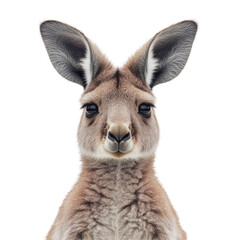 Fototapeta premium Kangaroo isolated on white background