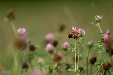 cow pasture grass clover growing on a farm in australia