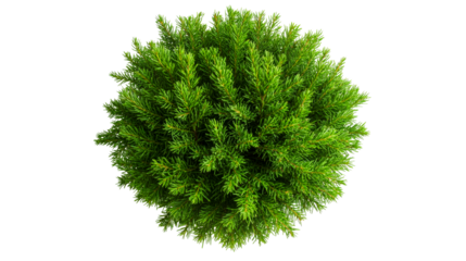 Conical fir tree, green plant, top view landscape element, cut out transparent