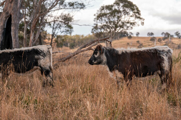 herd of cows eating grass on a farm in a field, restoring landscape and using sustainable farming