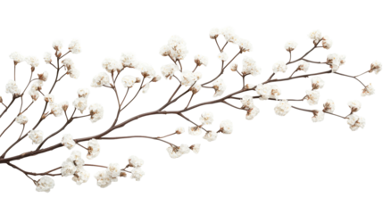 Branch with white fluffy flowers on black background, cut out transparent