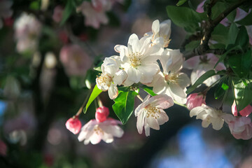 apple tree blossom