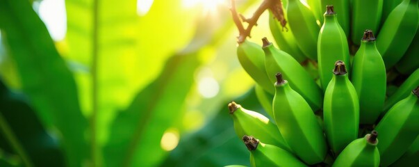 Obraz premium Sunlit cluster of vibrant green banana palm leaves, isolated , palm leaf, flora, foliage texture