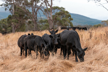 herd of cows eating grass on a farm in a field, restoring landscape and using sustainable farming