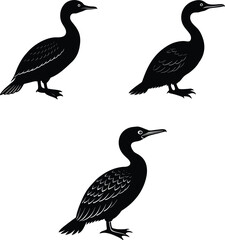 Fototapeta premium Extinct bird palls cormorant silhouette vector