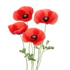Fototapeta premium Scarlet Dreams: Four vibrant red poppies stand elegantly, petals fully unfurled, offering a delicate dance of color.
