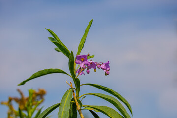 Waxyleaf nightshade flower (Solanum glaucophyllum).