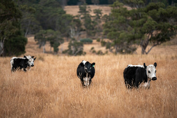 herd of cows eating grass on a farm in a field, restoring landscape and using sustainable farming