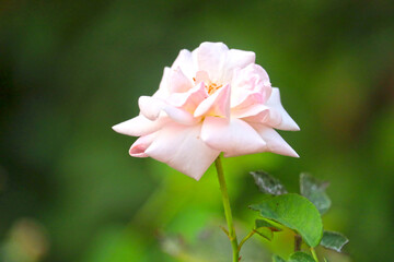 pink rose flower