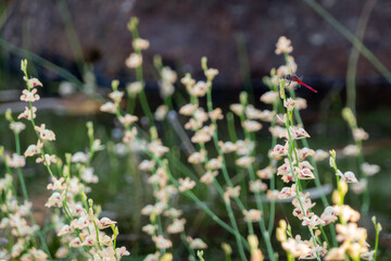Native bladderwort flower with red dragonfly