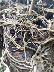 root of tree