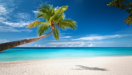 tropical beach and palm tree