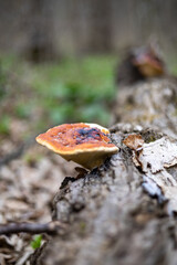 Brown mushroom growing on a tree